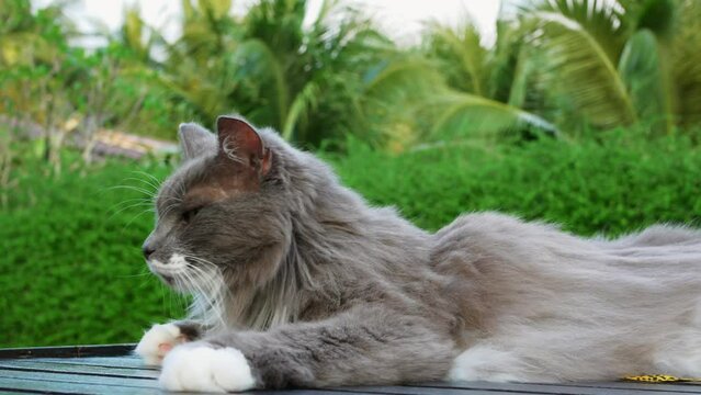 Funny cute domestic cat against backdrop of green tropical nature. Gray cat outside during day in nature. Gray and white cat, as true connoisseur of luxury and comfort, rests in nature in yard.