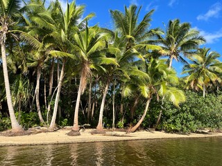 Palm trees on desert island in Fiji