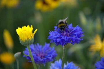 Hummel