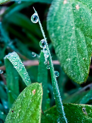 view of dew on green leaves