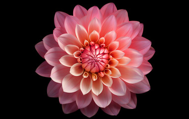 Beautiful pink dhalia flower over dark background.