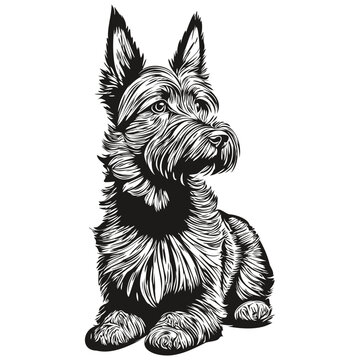 recommend clip art: Scottish Terrier dog realistic pet illustration, hand drawing face black and white vector realistic breed pet