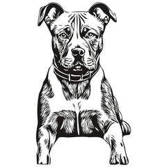 American Staffordshire Terrier dog vector graphics, hand drawn pencil animal line illustration sketch drawing
