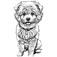 Bichons Frise dog breed line drawing, clip art animal hand drawing vector black and white realistic breed pet