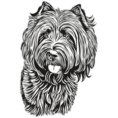 Black Russian Terrier dog vector face drawing portrait, sketch vintage style transparent background