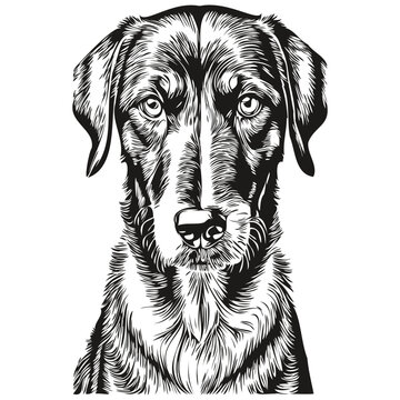 Black and Tan Coonhound dog pet sketch illustration, black and white engraving vector realistic breed pet