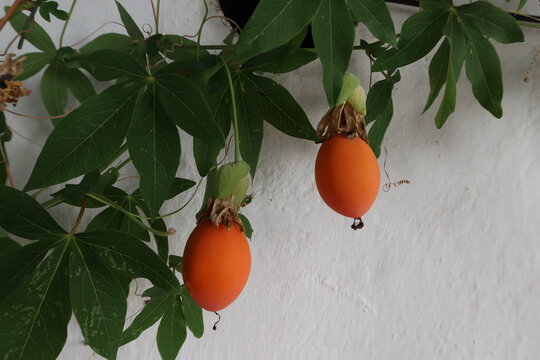 Huelva, Spain, July 5, 2023: Ripe orange fruits on a Passiflora edulis bush in the month of July