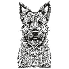 Border Terrier dog ink sketch drawing, vintage tattoo or t shirt print black and white vector realistic breed pet