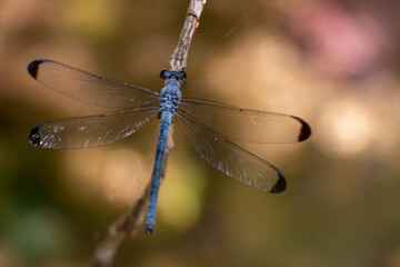 Oriental damselfly with blue colours isolated on green and yellow background of nature. Blue damselfly. Epallage fatime.