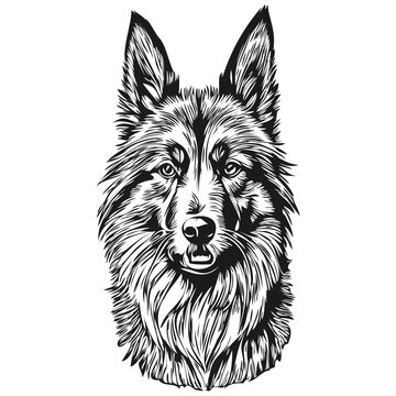 Belgian Tervuren dog vector graphics, hand drawn pencil animal line illustration sketch drawing