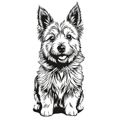 Norwich Terrier dog engraved vector portrait, face cartoon vintage drawing in black and white sketch drawing © Сергей Тарасюк