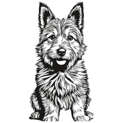 Norwich Terrier dog pet sketch illustration, black and white engraving vector realistic breed pet