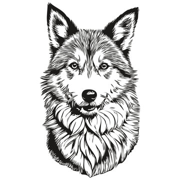 Icelandic Sheepdog dog isolated drawing on white background, head pet line illustration sketch drawing