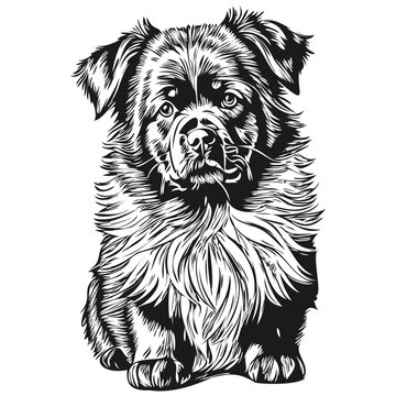 recommend clip art: Newfoundland dog logo vector black and white, vintage cute dog head engraved