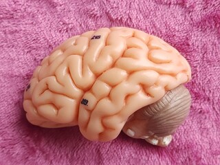 human brain anatomy model