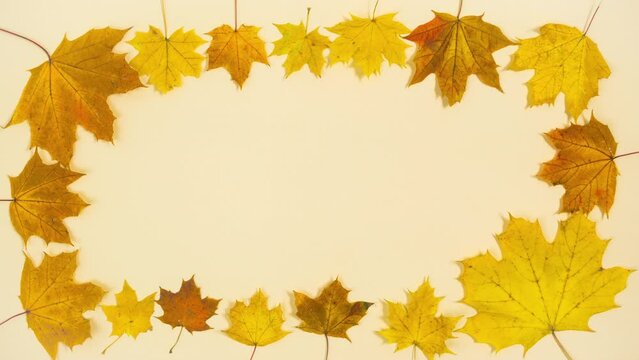 Natural yellow and brown autumn maple leaves form a frame on a beige background. Coming of fall concept. Template for text or design. Copy of space. Flat lay. Stop motion animation.