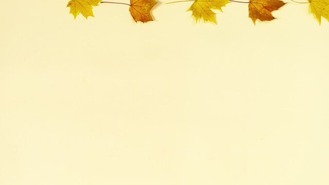 Four yellow autumn maple leaves on a beige background. Coming of fall concept. Template for text or design. Copy of space. Flat lay. Stop motion animation.