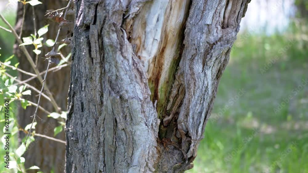 Poster close up, texture of an old tree trunk with moldy bark, growing in the forest. blurred background of