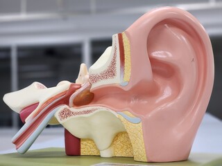 ear human anatomy model