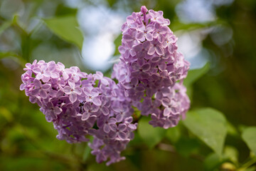Branch with spring lilac flowers in garden. Purple lilac bush blossom with copy space.
