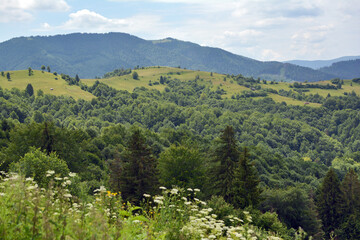 summer in the carpathian mountains. beautiful view from the mountain to the forest