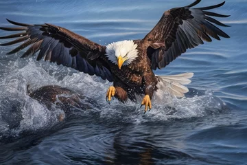 Foto auf Acrylglas eagle looking for food in the sea © Angah