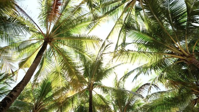 Camera Looking up coconut trees POV Passing under daytime Australia island. Video 4k copy space 2023.