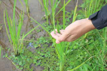 Photo of a hand holding a young rice plant