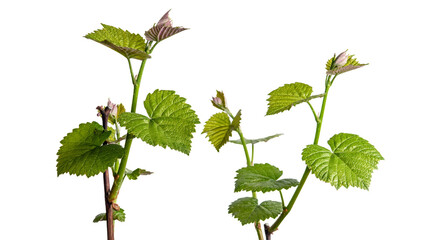 The texture of a young grape vine isolated on a white background. Selective focus.