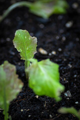 salat gemüse anbau bio landwirtschaft natur pflanzen blattsalat salat anbau bio eigen Versorgung...