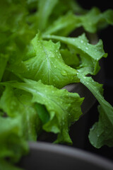 salat anbau bio eigen Versorgung gemüsegarten stecklinge 