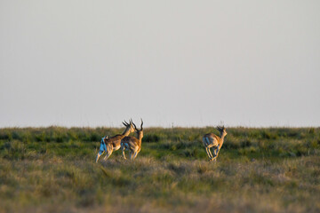 Male Blackbuck Antelope in Pampas plain environment, La Pampa province, Argentina