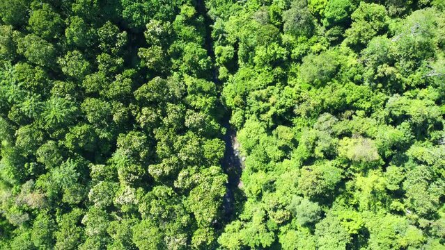 Aerial video view of the tropical rainforest in Aceh province, Indonesia