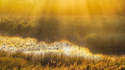 Gray heron in the reeds in autumn morning sunlight.