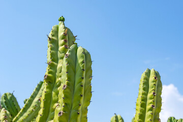 Cochal cactus Myrtillocactus from California west coast in hot clear weather in summer.