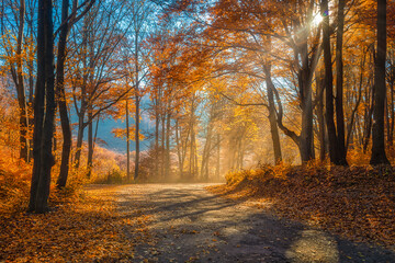Fototapeta premium A thousand colors of nature on an autumn day.