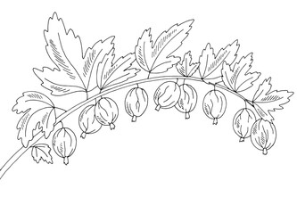 Gooseberry berry graphic branch black white isolated sketch illustration vector