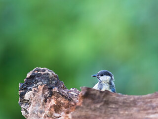 Blue Tit Has Spotted His Dinner