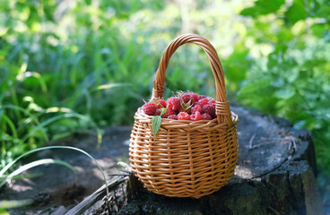 Wild raspberries in wicker basket on tree stump close up, summer natural abstract background. Fresh ripe red wild berries harvest. Healthy vitamin seasonal food. Summer season.