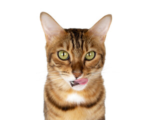 Close-up portrait of a domestic cat. The cat licks its lips.