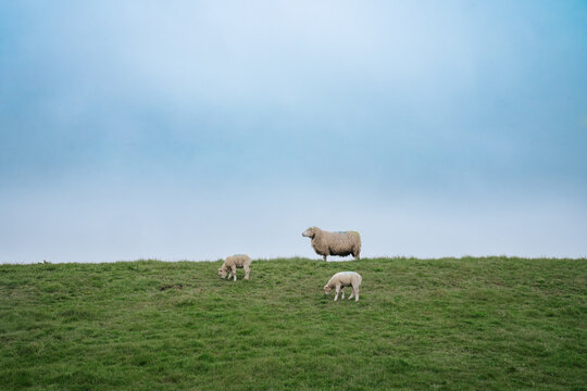Pecore e agnelli al pascolo
