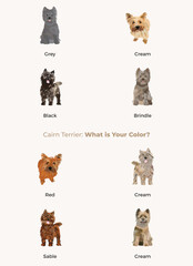 Cairn Terrier colors. Popular coat colors. Cute dogs characters in various poses,  for illustrations design projects. Cartoon vector set. Dog Drawing collection set. Red, liver standard colors.