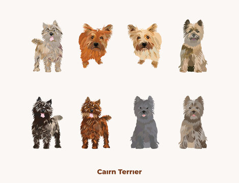 Cairn Terrier colors. Popular coat colors. Cute dogs characters in various poses,  for illustrations design projects. Cartoon vector set. Dog Drawing collection set. Red, liver standard colors.
