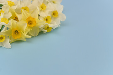 Fresh narcissus flowers with a copy space