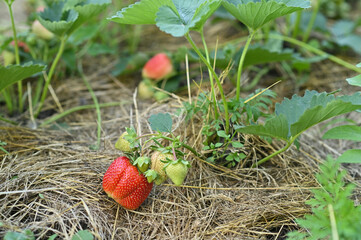 strawberries in the garden. ripe and unripe