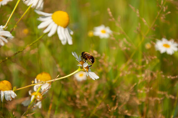 Photo of a bee sitting on a chamomile flower