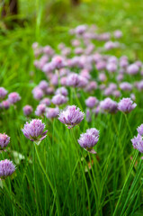 Photo of a flowering green onion