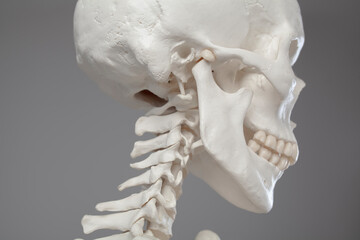 Cranial anatomy, close-up of a human skull