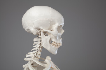 Cranial anatomy, close-up of a human skull