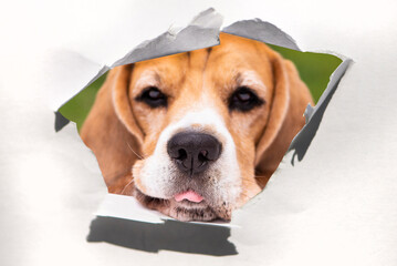 funny face of beagle dog looks into a hole in paper and shows tongue